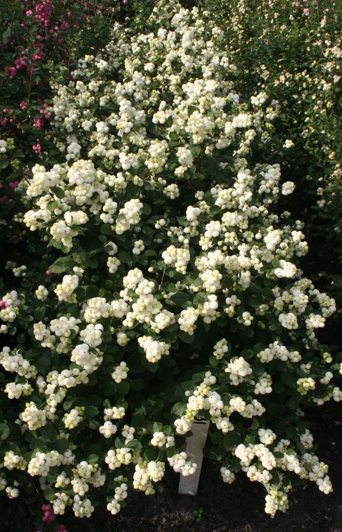 Magical® Avalanche Coralberry (Symphoricarpos doornsbosii ‘Kolmava’) - 3 gallon 15" -Ship Only