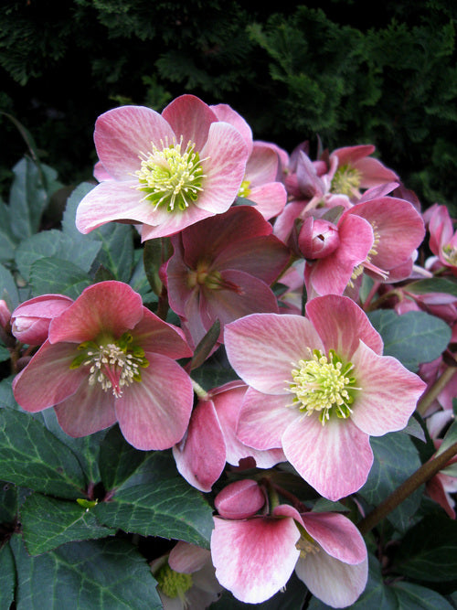Gold Collection® Merlin Lenten Rose (Helleborus merlin) - 1 gallon -Ship Only