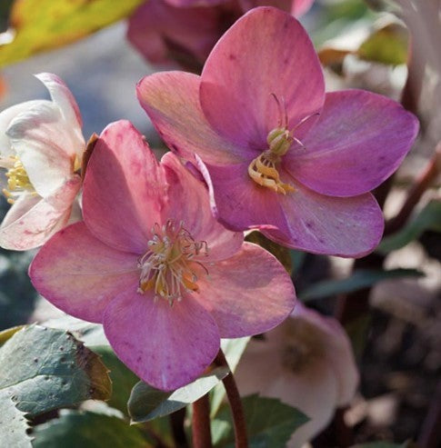 Pink Frost Lenten Rose (Helleborus 'Pink Frost') - 1 gallon -Ship Only