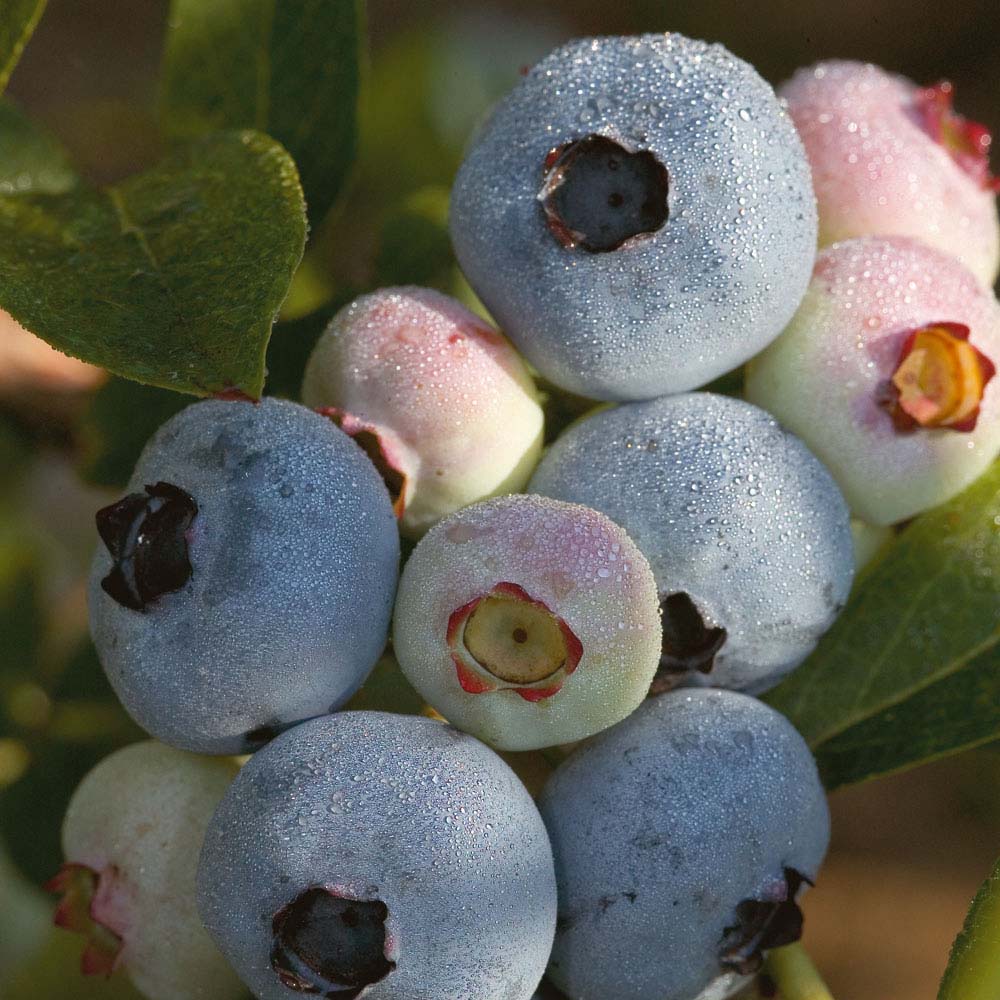 Chandler Highbush Blueberry (Vaccinium chandler 'Chandler') - 3 gallon 15" -Ship Only