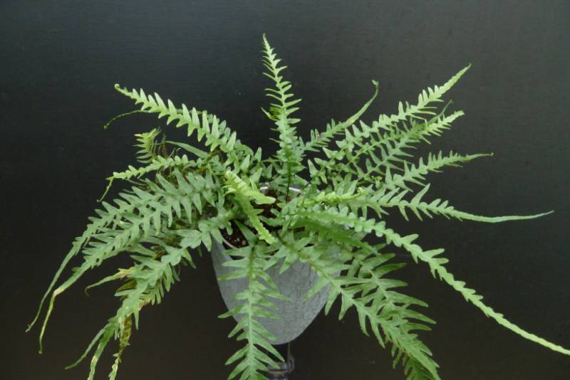 Dragontail Fern (Asplenium 'Dragontail') - 1 gallon -Ship Only