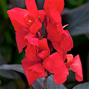 Cannova® Bronze Scarlet Canna (Canna cannova 'Bronze Scarlet') - 1 gallon -Ship Only