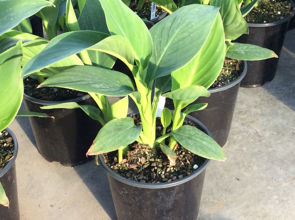 Cannova® Yellow Canna (Canna cannova 'Yellow') - 1 gallon -Ship Only