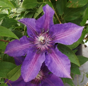 Edda™ Clematis (Clematis edda) - 1 gallon -Ship Only