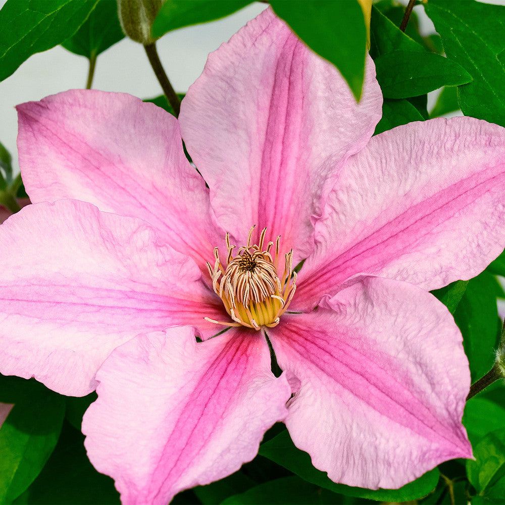 Sally™ Clematis (Clematis sally) - 1 gallon -Ship Only
