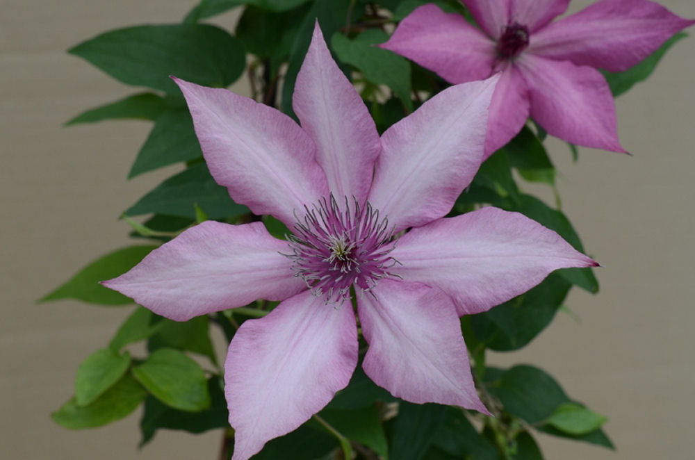 Giselle™ Clematis (Clematis giselle) - 1 gallon -Ship Only