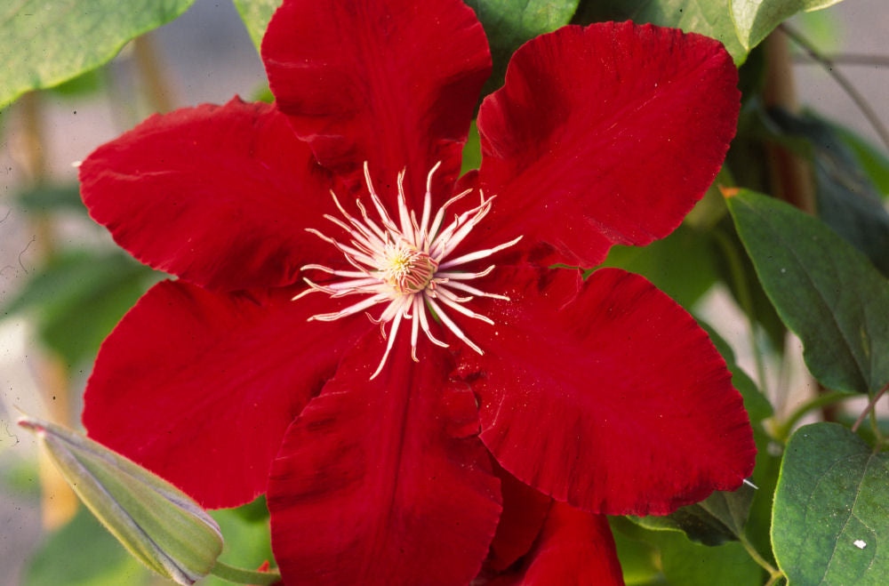 Rebecca™ Clematis (Clematis rebecca 'Rebecca') - 1 gallon -Ship Only