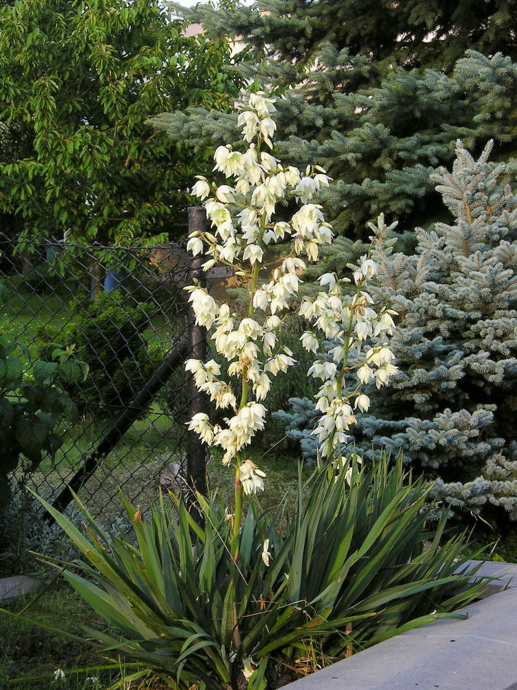 Adam's Needle (Yucca filamentosa) - 2 gallon -Ship Only