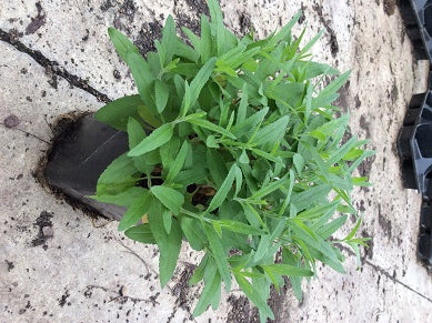 Pink Moody Blues Speedwell (Veronica 'Pink Moody Blues') - 1 gallon -Ship Only