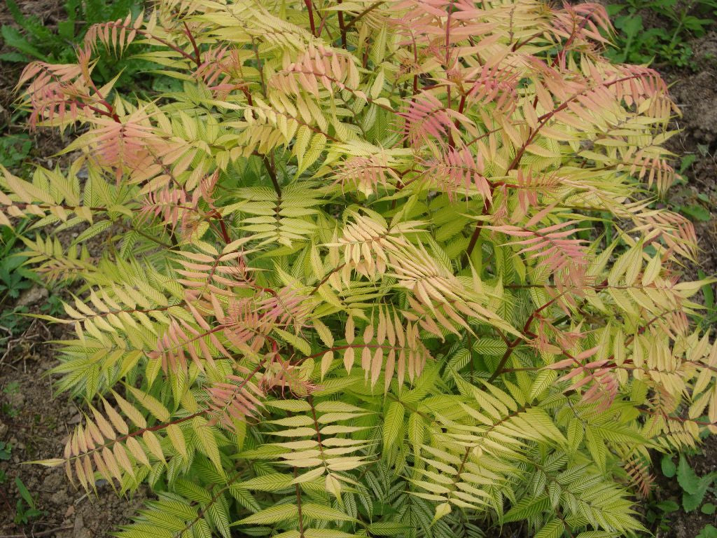 Dwarf Falsespirea (Sorbaria sorbifolia 'Sem') - 3 gallon 15" -Ship Only