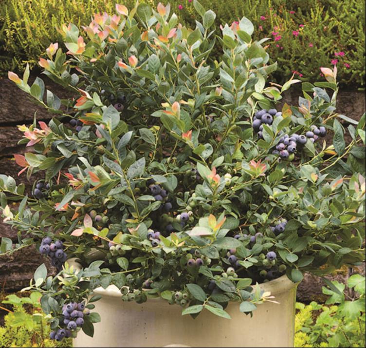 Pink Icing® Blueberry (Vaccinium 'Pink Icing') - 1 gallon -Ship Only