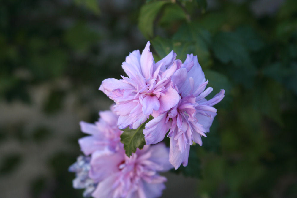 Blushing Bride Rose of Sharon (Hibiscus syriacus 'Blushing Bride') - 1 gallon -Ship Only