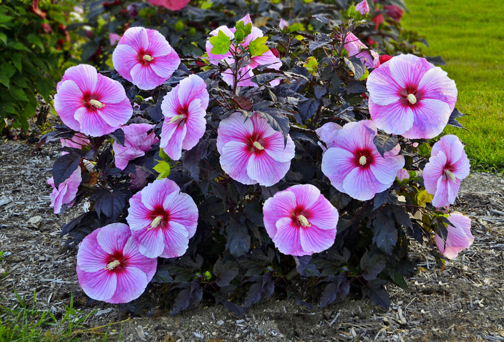 Starry Night Rose Mallow (Hibiscus starry 'Night') - 2 gallon -Ship Only