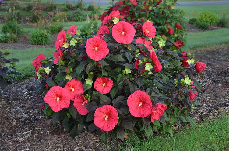 Mars Madness Rose Mallow (Hibiscus mars 'Madness') - 2 gallon -Ship Only
