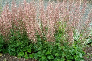 Champagne Bubbles Coral Bells (Heuchera champagne) - 1 gallon -Ship Only