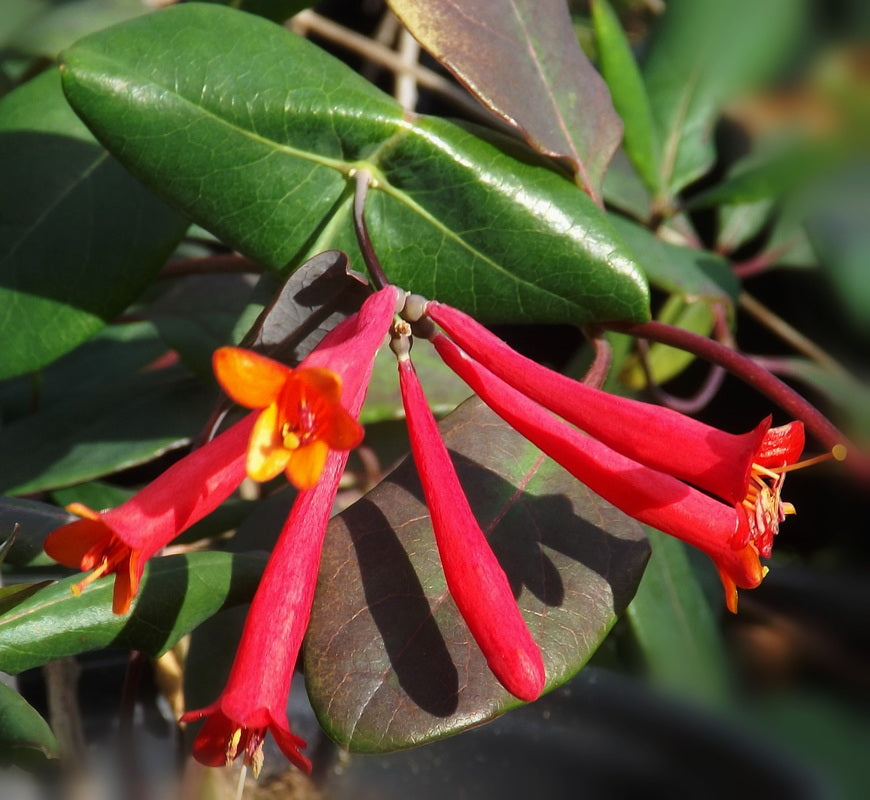 Major Wheeler Honeysuckle (Lonicera sempervirens 'Major Wheeler') - 2 gallon -Ship Only