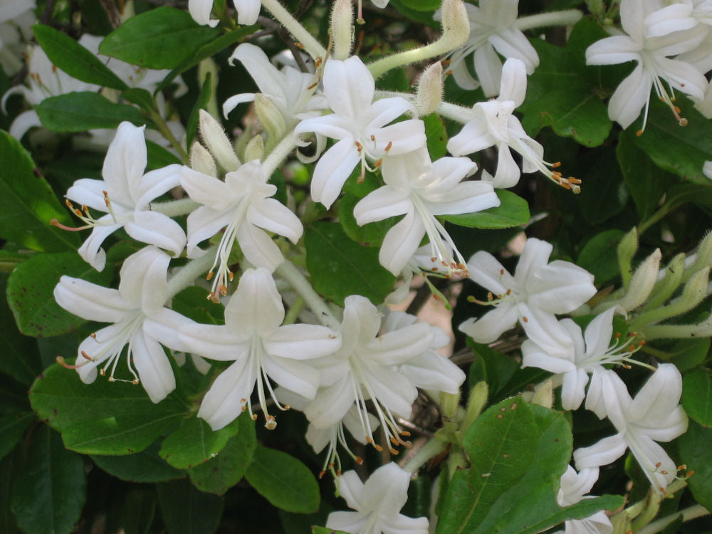 Swamp Azalea (Rhododendron viscosum) - 2 gallon 12" -Ship Only