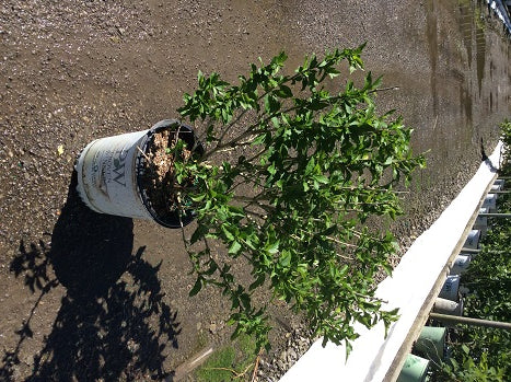 Proven Winners® Color Choice® Lil’ Kim® Violet Rose of Sharon (Hibiscus syriacus ‘SHIMRV24’) - 2 gallon -Ship Only