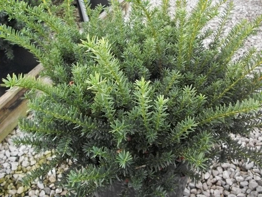 Ward's Yew (Taxus x media 'Wardii') - 3 gallon 12" -Ship Only