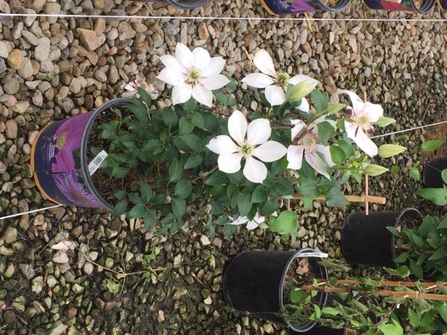 Corinne™ Clematis (Clematis corinne) - 1 gallon -Ship Only
