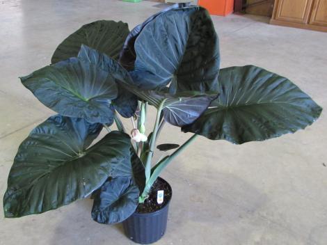 Regal Shields Elephant Ears (Alocasia 'Regal Shields') - 1 gallon -Ship Only