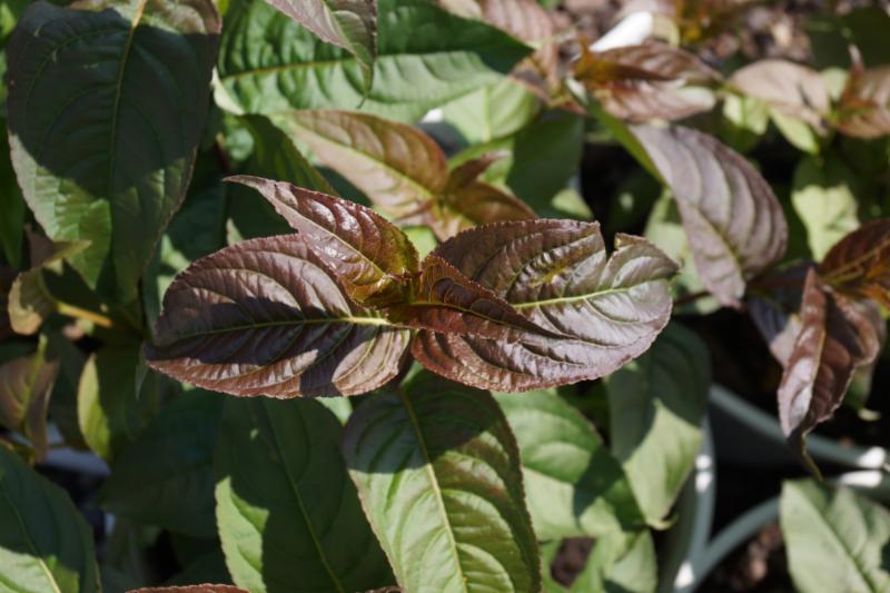 Kodiak® Black Diervilla (Diervilla sessilifolia 'Kodiak Black') - 3 gallon 12" -Ship Only