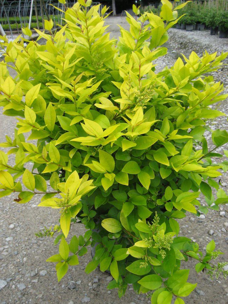 Golden Vicary Privet (Ligustrum x vicary 'Vicaryi') - 1 gallon 6" -Ship Only