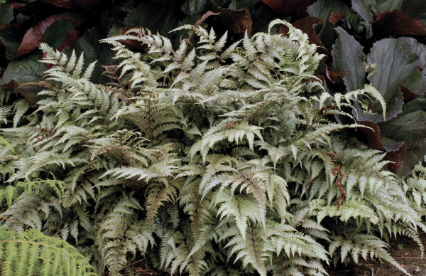 Japanese Painted Fern (Athyrium nipponicum 'Pictum') - QT -Ship Only