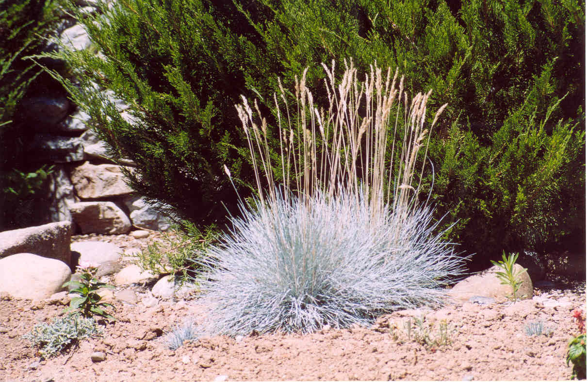 Elijah Blue Fescue Grass (Festuca glauca 'Elijah Blue') - QT -Ship Only