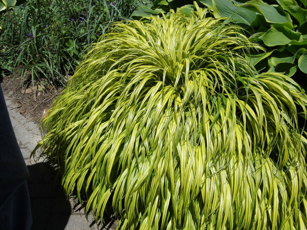 Golden Variegated Japanese Forest Grass (Hakonechloa macra 'Aureola') - QT -Ship Only