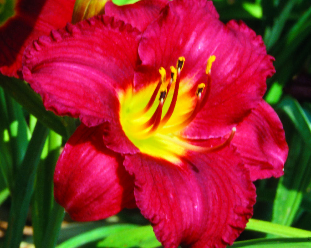 Pardon Me Daylily (Hemerocallis pardon 'Pardon Me') - QT -Ship Only