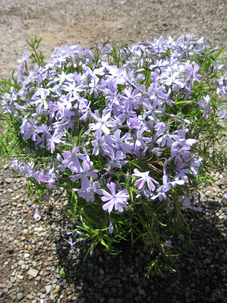 Emerald Blue Moss Phlox (Phlox subulata 'Emerald Blue') - QT -Ship Only