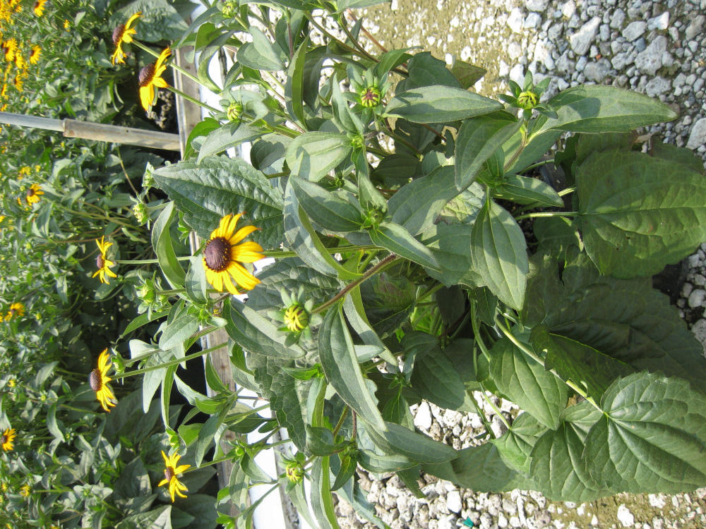 Black-Eyed Susan (Rudbeckia fulgida 'Goldsturm') - QT -Ship Only