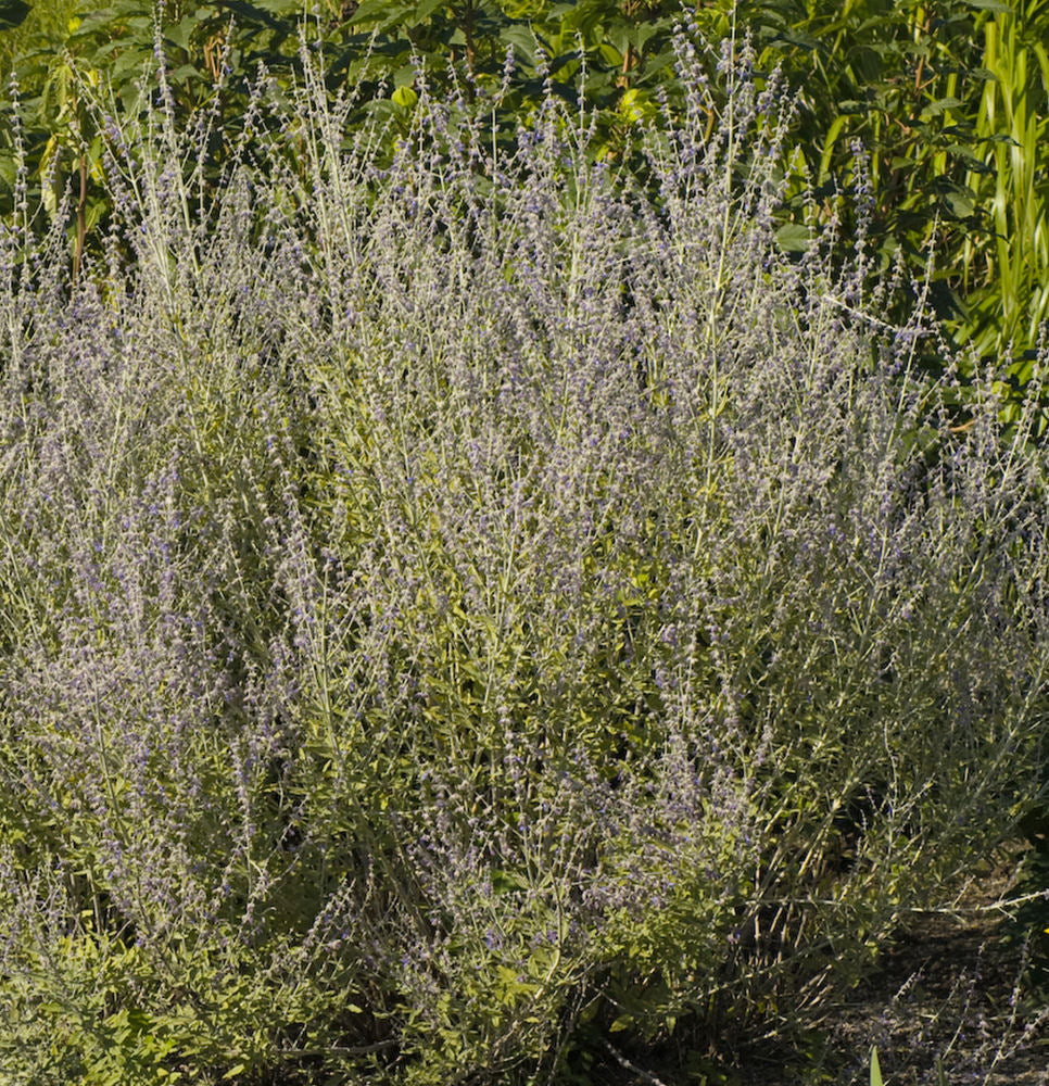 Little Spires Russian Sage (Perovskia atriplicifolia 'Little Spires') - QT -Ship Only