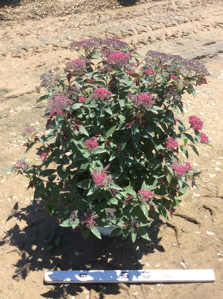 Double Play® Red Spirea (Spiraea JAP 'Dbl Play Red') - 1 gallon -Ship Only