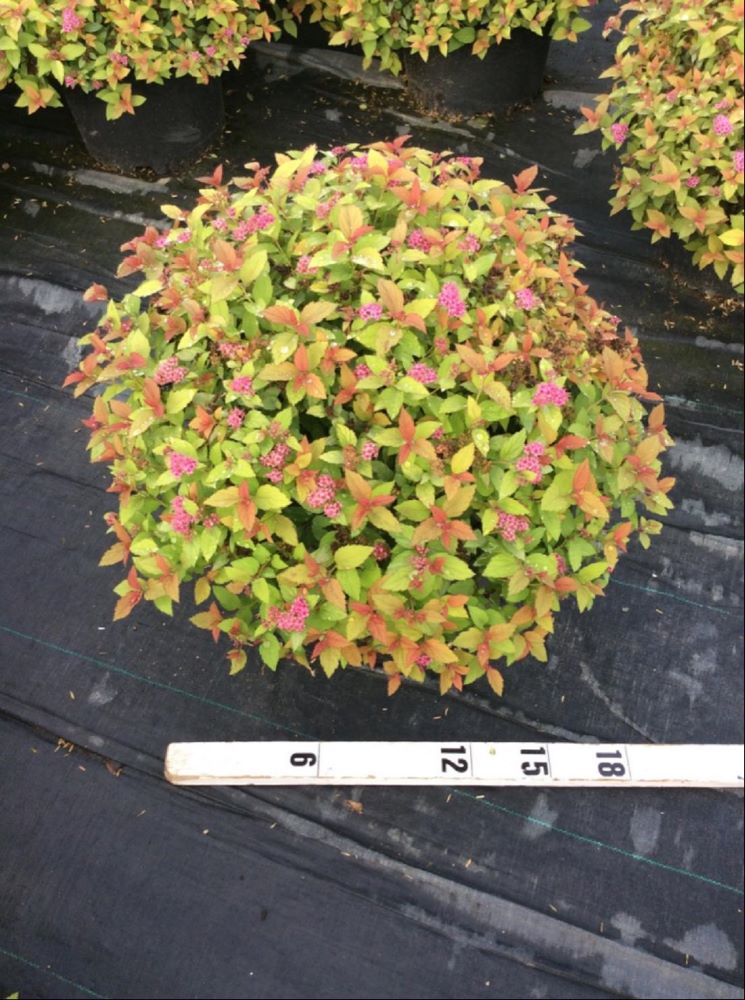 Magic Carpet Spiraea (Spiraea japonica 'Magic Carpet') - 1 gallon -Ship Only