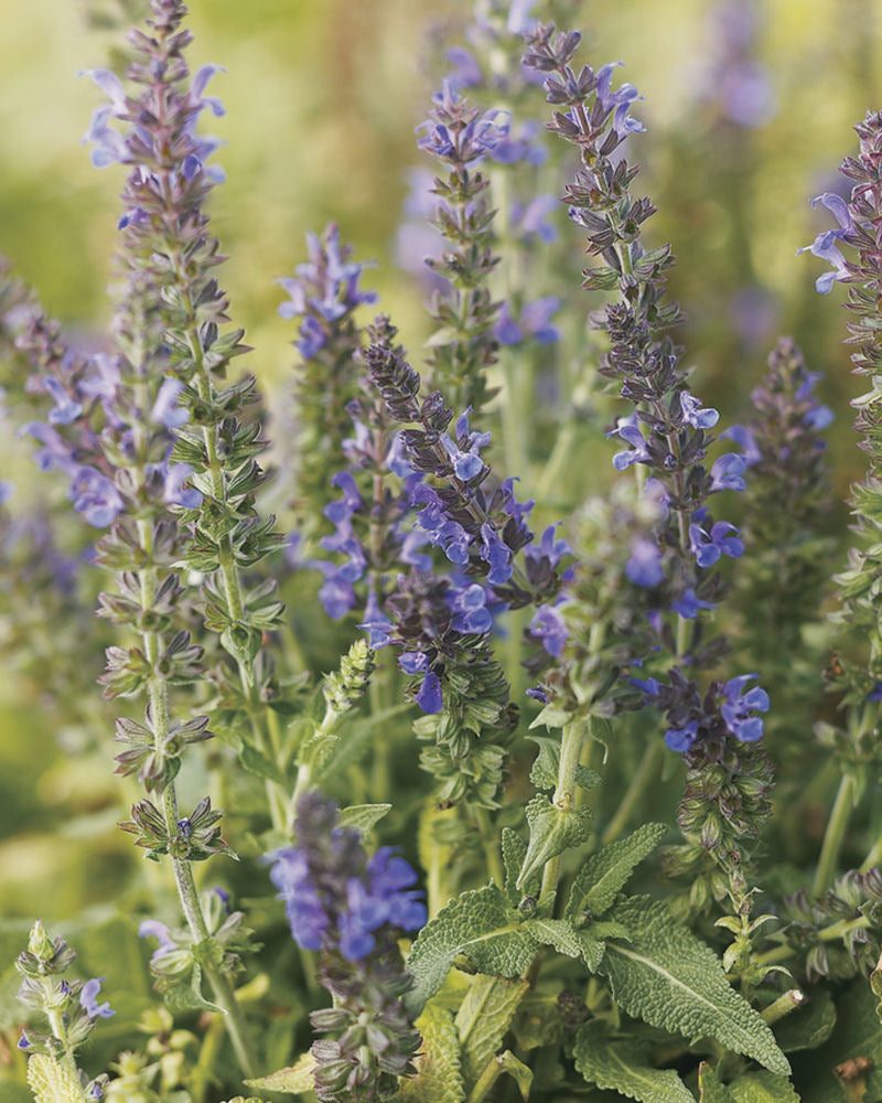 Marcus™ Meadow Sage (Salvia x 'Marcus') - QT -Ship Only