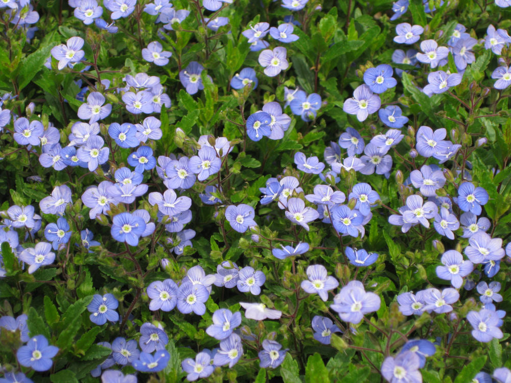 Georgia Blue Creeping Speedwell (Veronica umbrosa 'Georgia Blue') - QT -Ship Only