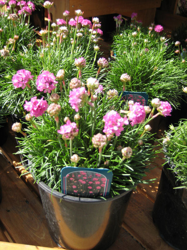 Splendens Sea Thrift (Armeria maritima 'Splendens') - QT -Ship Only