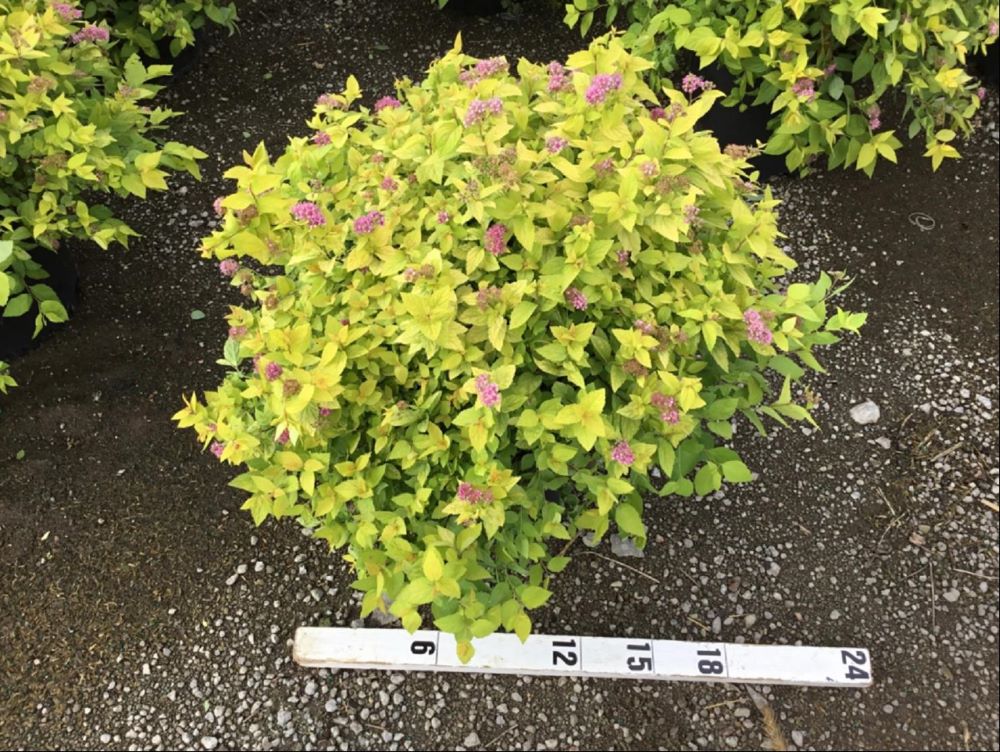 Goldmound Spirea (Spiraea japonica 'Goldmound') - 1 gallon -Ship Only