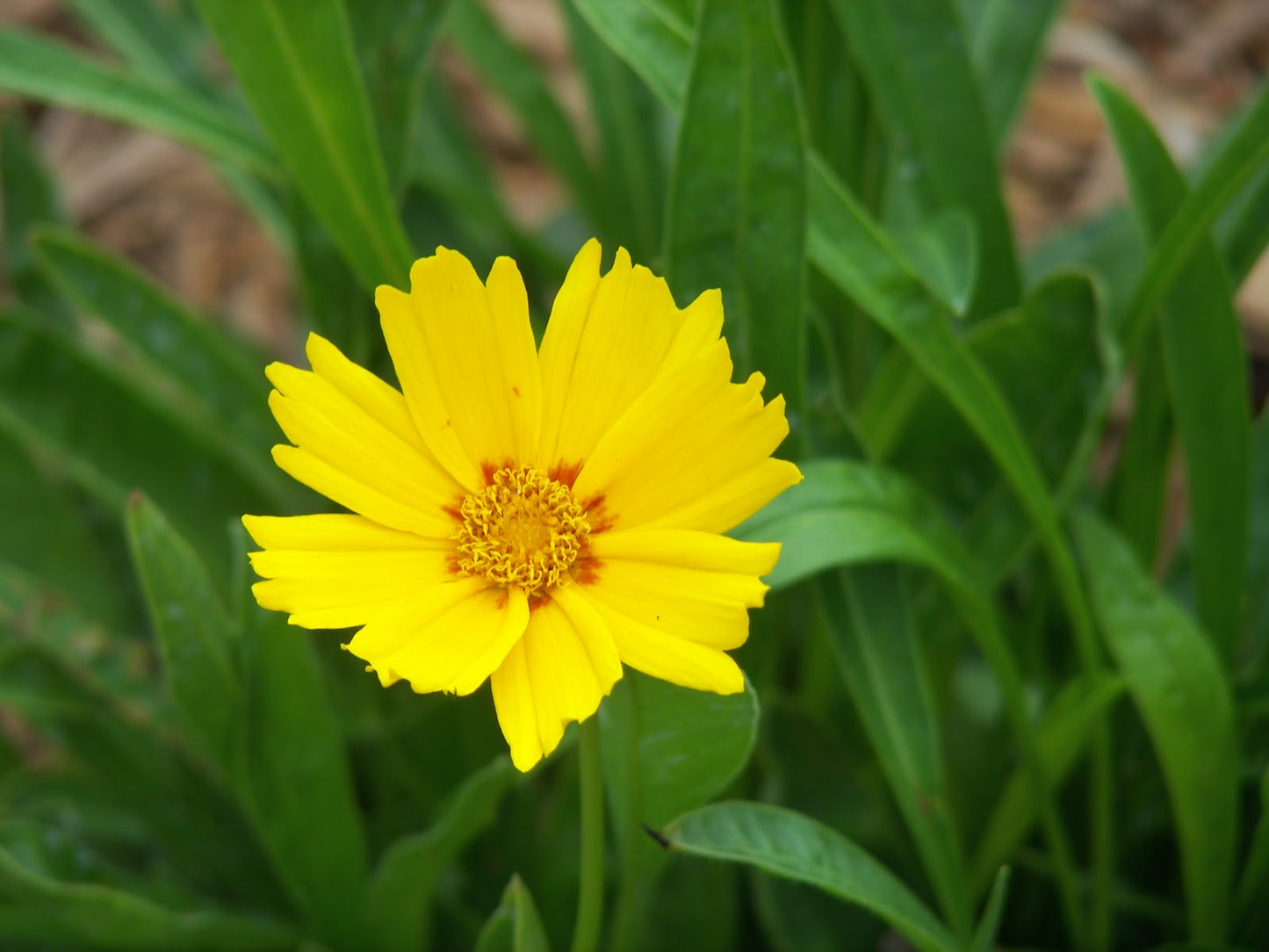 Baby Sun Tickseed (Coreopsis grandiflora 'Baby Sun') - QT -Ship Only