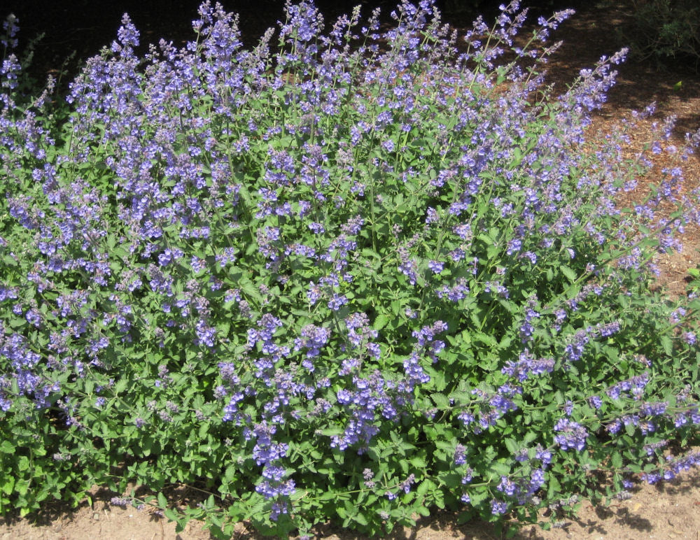 Walker's Low Catmint (Nepeta faassenii 'Walker's Low') - QT -Ship Only