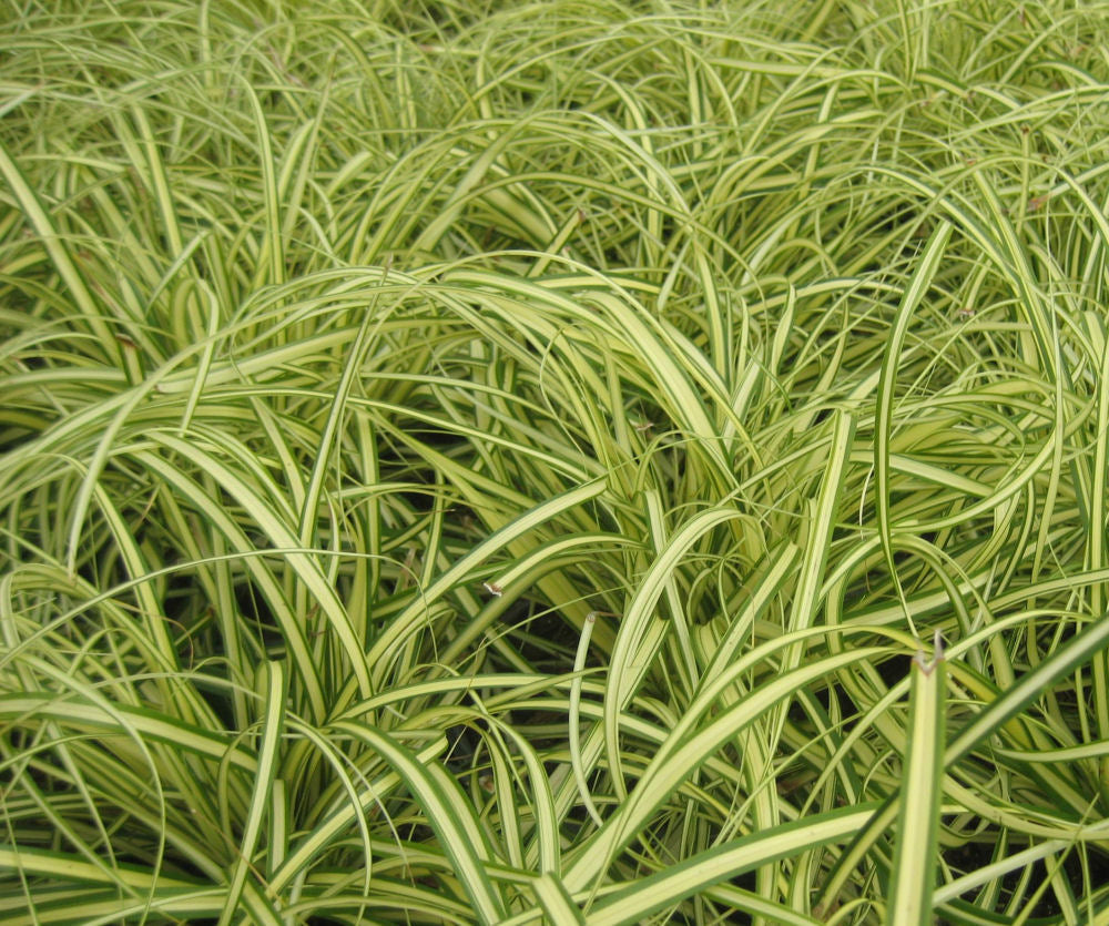 Evergold Sedge (Carex oshimenski 'Evergold') - QT -Ship Only