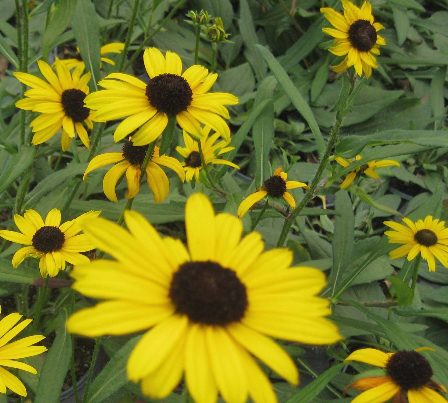 Little Suzy Black-Eyed Susan (Rudbeckia fulgida 'Little Suzy') - QT -Ship Only