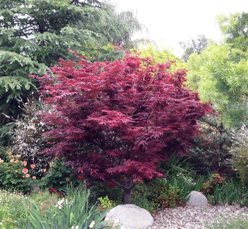 Red Leaf Japanese Maple (Acer palmatum 'Atropurpurea') - 3 gallon 24-30" -Ship Only