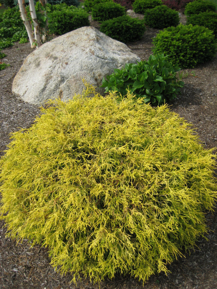 Gold Mop Cypress (Chamaecyparis pisifera 'Mops') - 1 gallon 8" -Ship Only