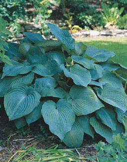 Blue Angel Plantain Lily (Hosta blue 'Angel') - 1 gallon -Ship Only