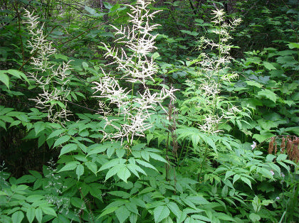 Goat’s Beard (Aruncus dioicus) - 1 gallon -Ship Only