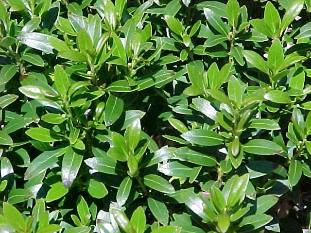 Shamrock Holly (Ilex glabra 'Shamrock') - 3 gallon 15" -Ship Only