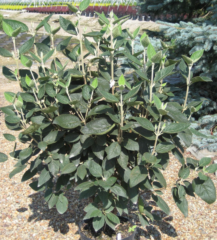 Allegany Viburnum (Viburnum rhytidophyllum 'Alleghany') - 3 gallon 18-24" -Ship Only